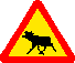 Moose crossing